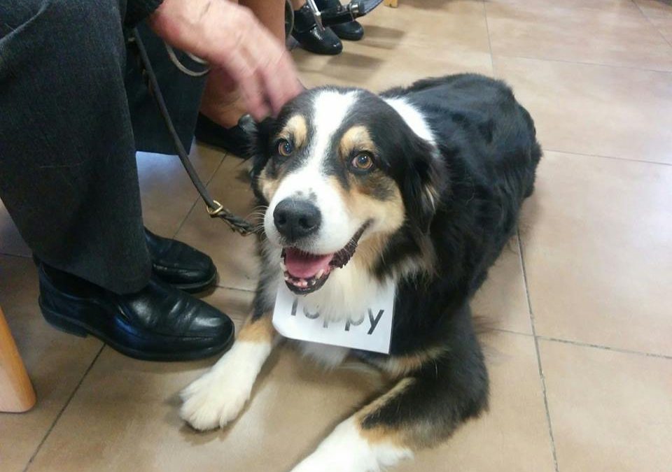 Ens encanta que ens visitin els nostres amics gossos