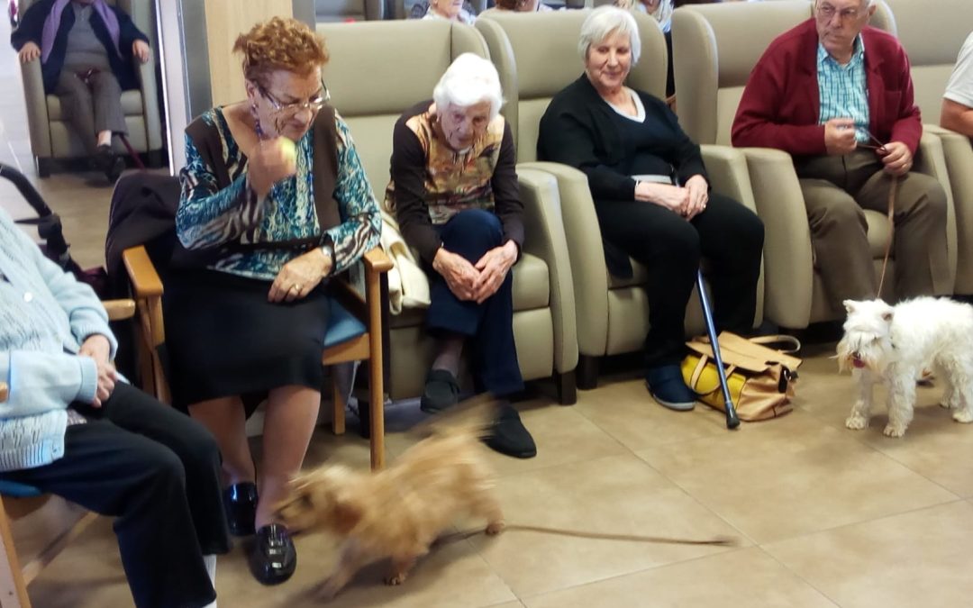 Els gossets van passant per totes les sales de la casa